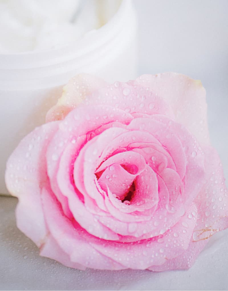 Rose en gros plan, idée de massage en couple
